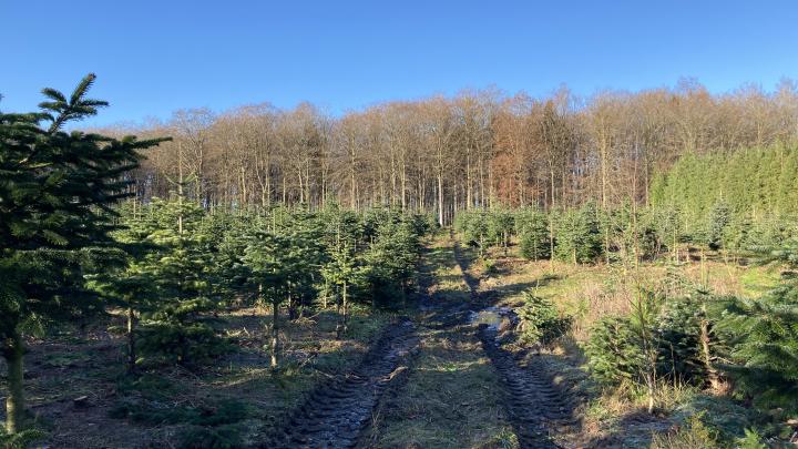Juletræsplantage