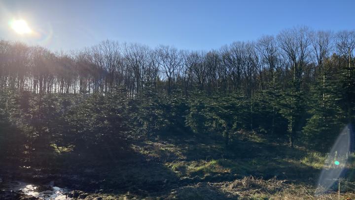 Grantræer i en skov med solskin i baggrunden