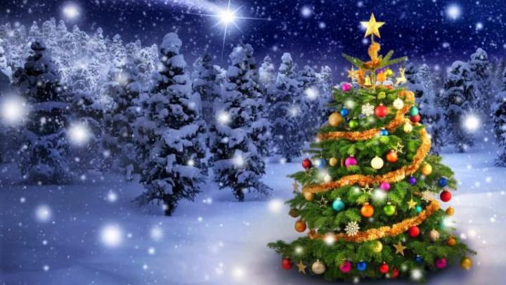 Juletræ med pynt i en skov med juletræer med sne på. 