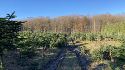 Juletræsplantage 